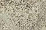 Polished Dinosaur Bone (Gembone) Section - Morocco #349669-1